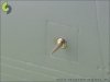 Master AM-48-007 F-14 Alfa probe & Angle Of Attack probe (1:48)